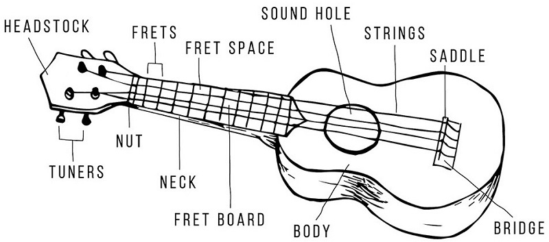 Sada Tortuga Tacón What Are the Parts of a Ukulele? All Parts Explained!