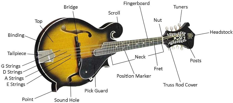 Parts of Mandolin