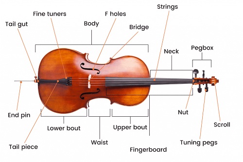 What Is A Cello - Part of the Cello