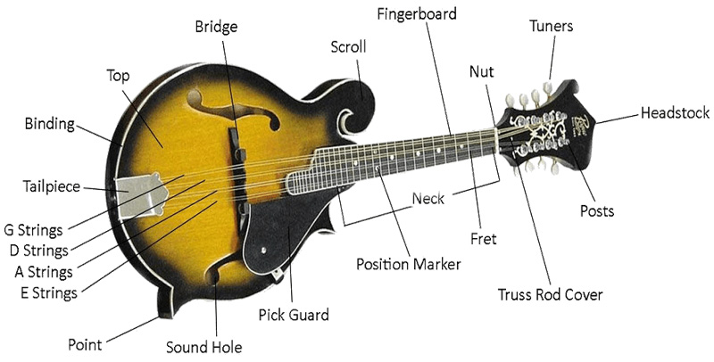 Mandolin Parts - mandolin Anatomy