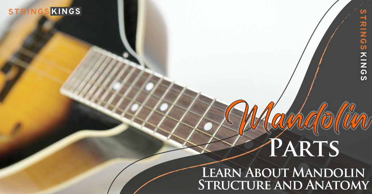 All Mandolin Parts – Anatomy And Structure – 2023 Guide!